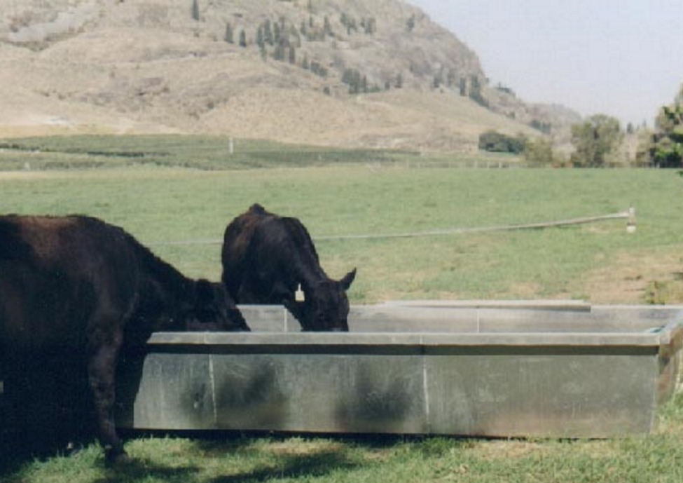 BACKWOODS cattle water troughs